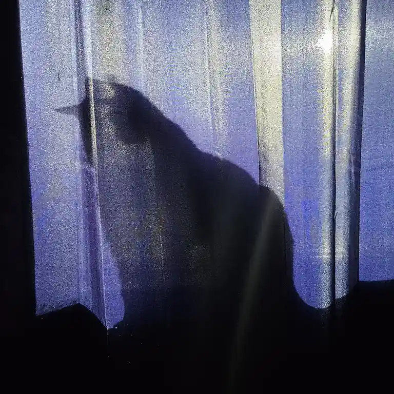A dark silhouette of a cat is visible through sheer, blue curtains, with light filtering through the fabric. The overlaid…