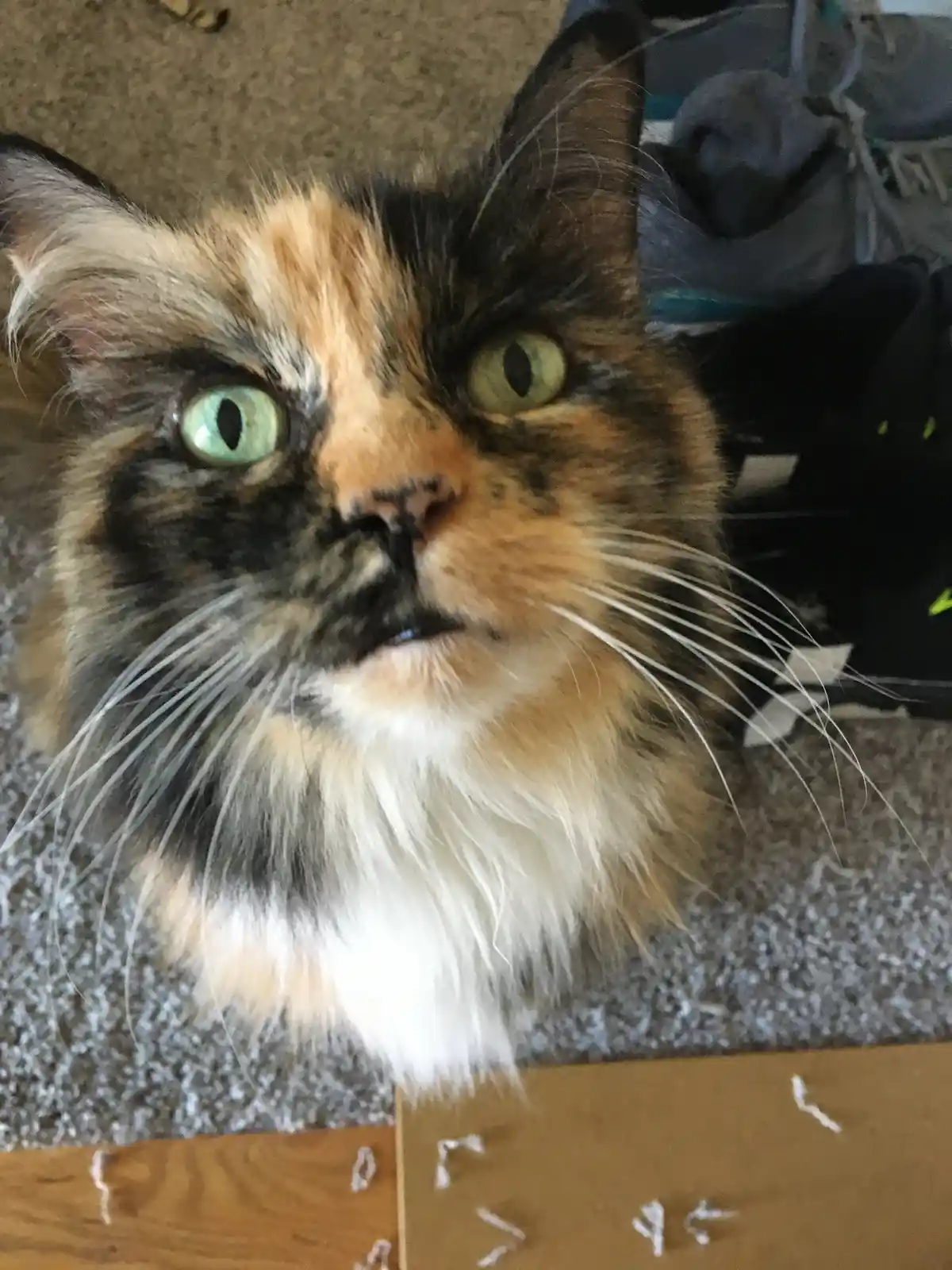 A close-up photo shows a long-haired calico cat with wide, green eyes and a slightly open mouth, looking directly at the…