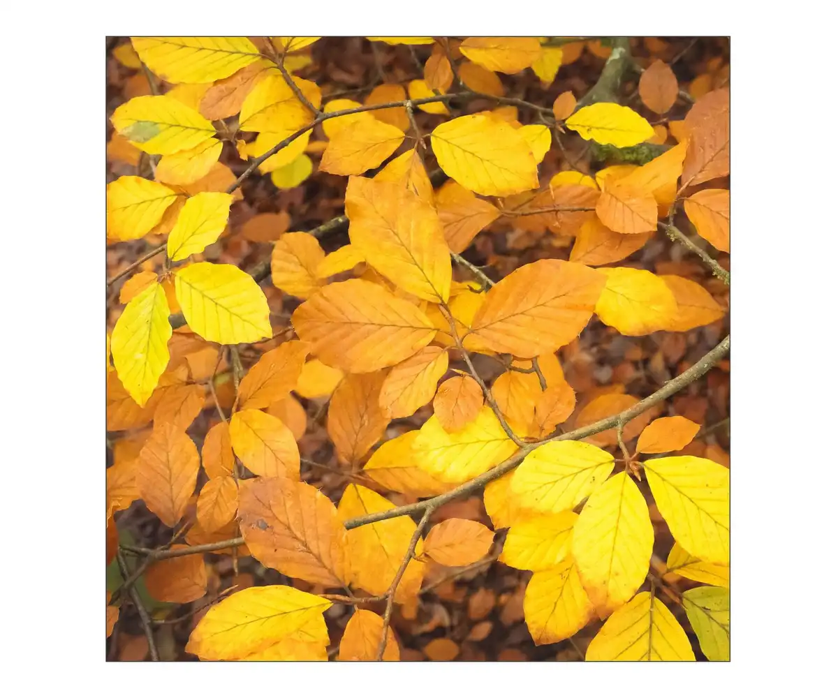 A close-up photograph of autumn leaves on branches, showing a mix of bright yellow and orange hues with visible veins and…