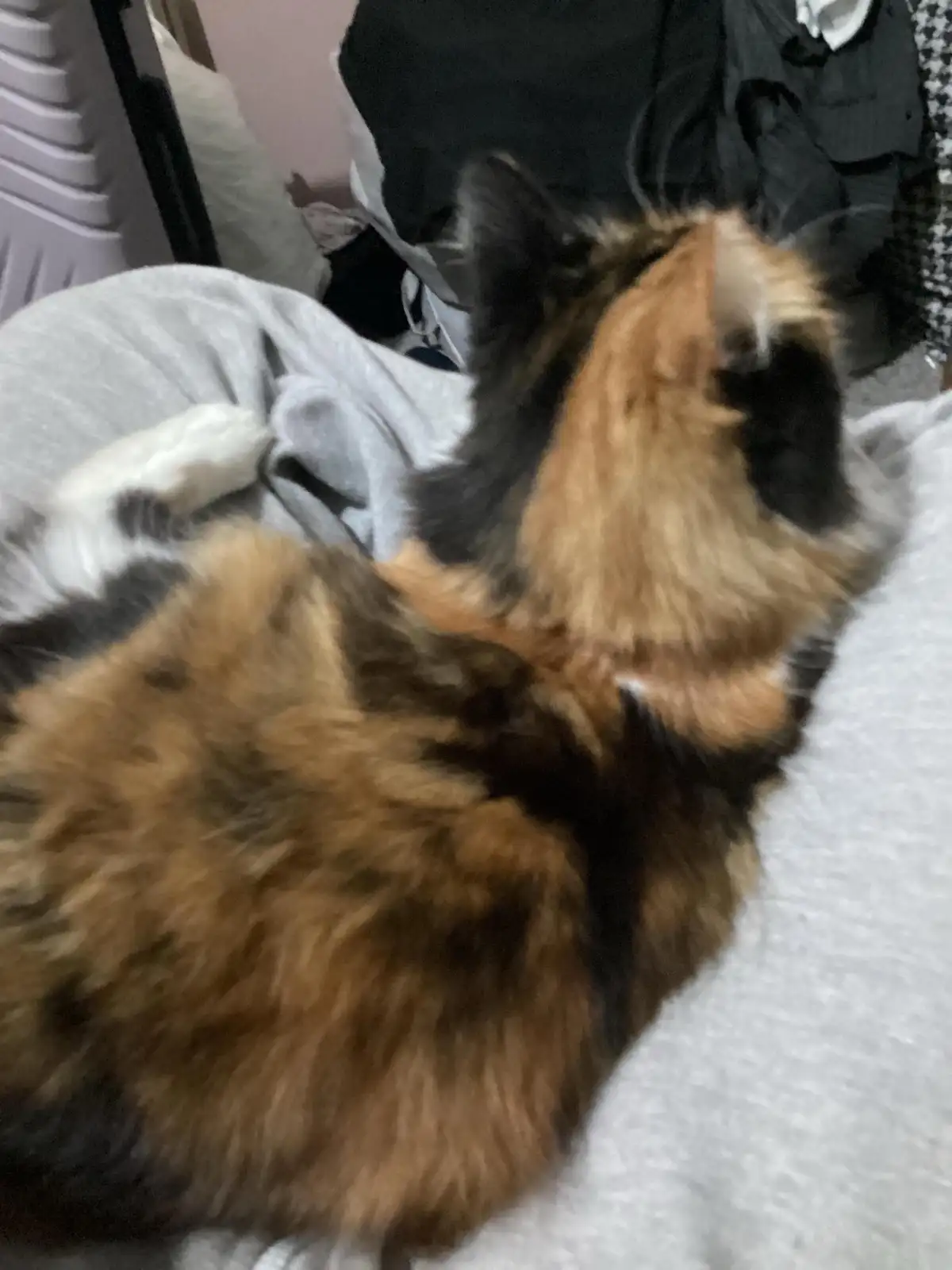 A blurry photo of a calico cat lying on its back on a grey blanket, appearing to be in a relaxed or sleepy state. The cat's…