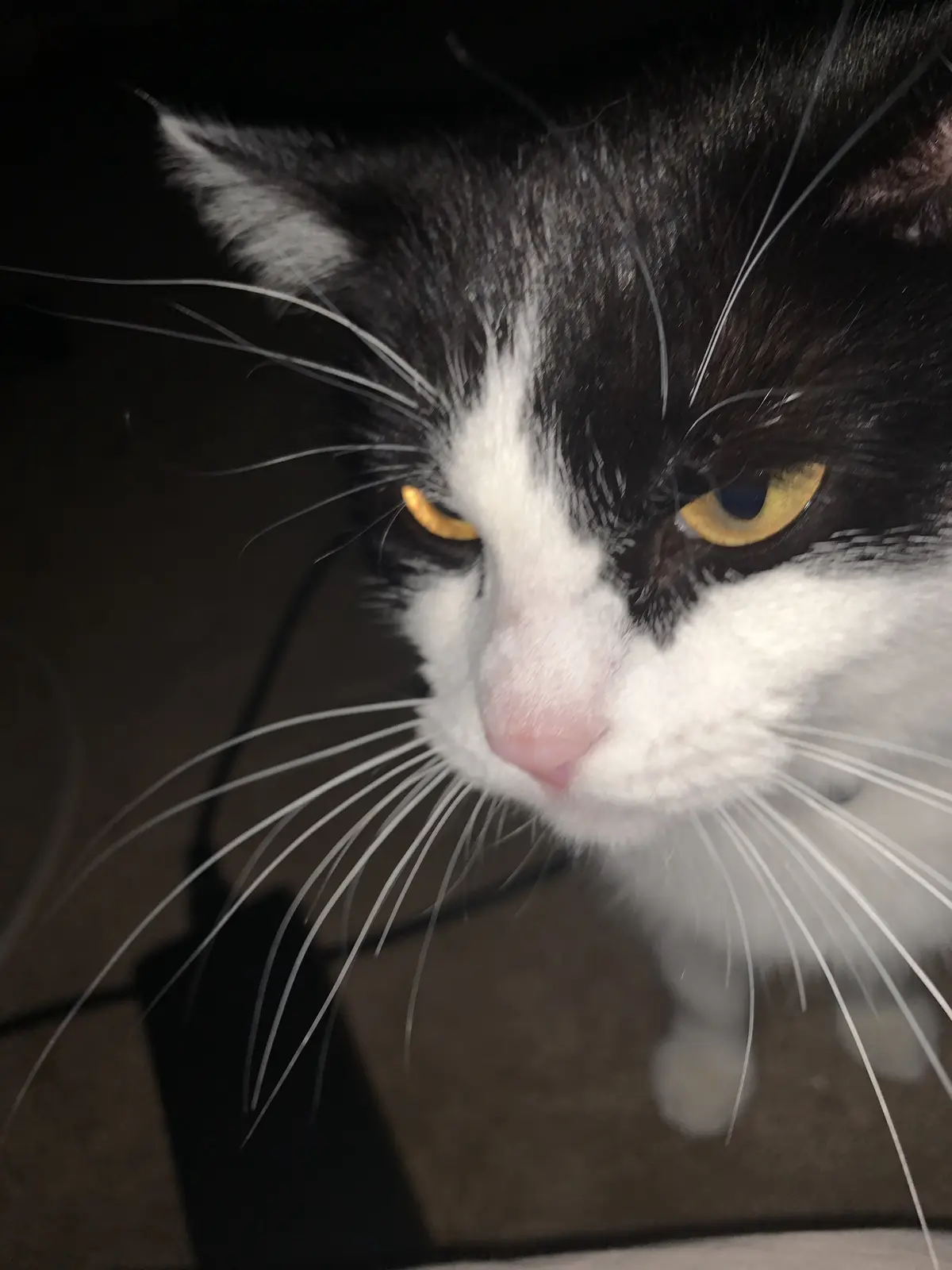 A close-up of a black and white cat with yellow eyes looking directly at the camera with a displeased expression, one eye…