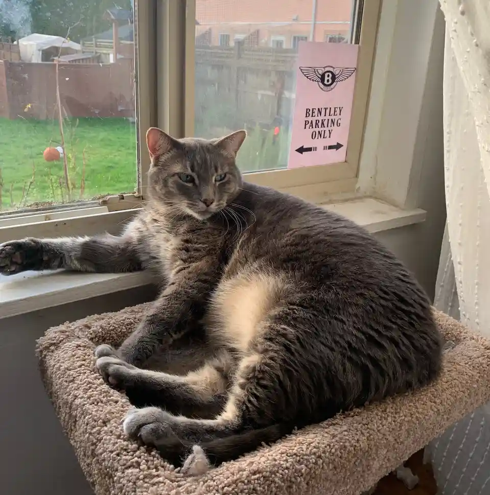 A gray tabby cat lounges regally in a plush cat bed placed on a windowsill, looking directly at the camera with a calm…