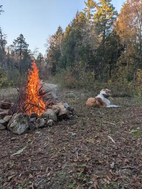 A brown and white dog lies calmly on the ground next to a large, roaring campfire surrounded by rocks, with a forested path…