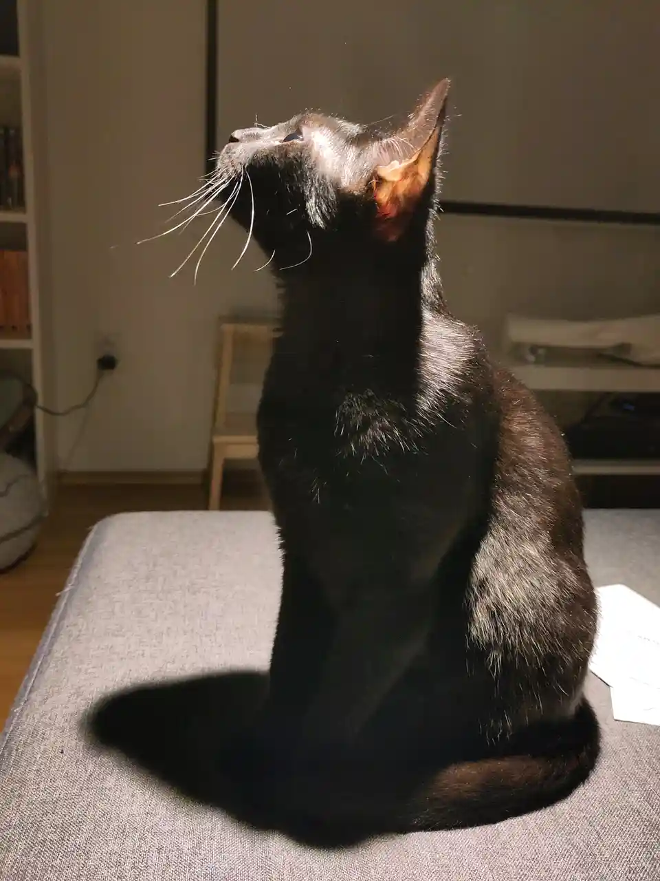 A black cat sits upright on a gray fabric surface, head tilted back and looking upward with an expression of serene…