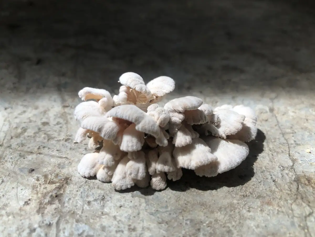 A cluster of small, white, fluffy mushrooms growing on a rough, gray concrete surface under bright light. The overlaid text…