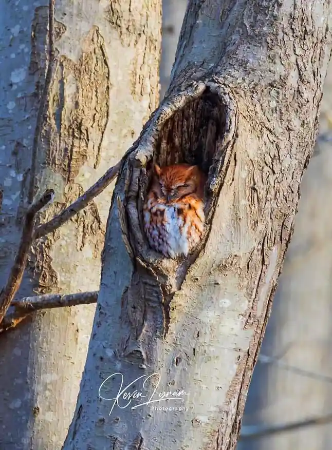A small, brown and white owl with closed eyes is nestled snugly inside a natural hollow in a tree trunk, appearing to be…