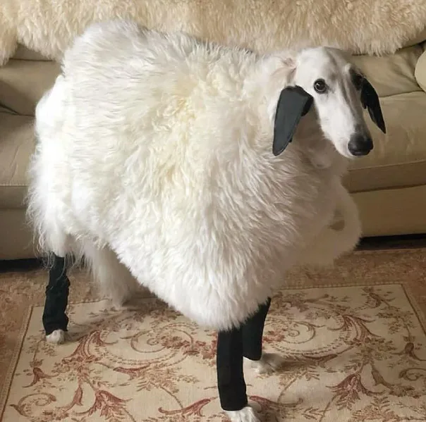 A slender white dog with long black ears and a black nose stands on a patterned rug in front of a beige couch. Its body is…