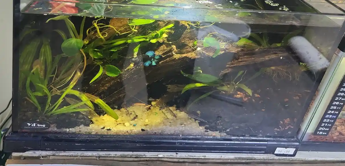 A close-up photo of a small aquarium with a single blue and black betta fish swimming near the surface among green aquatic…