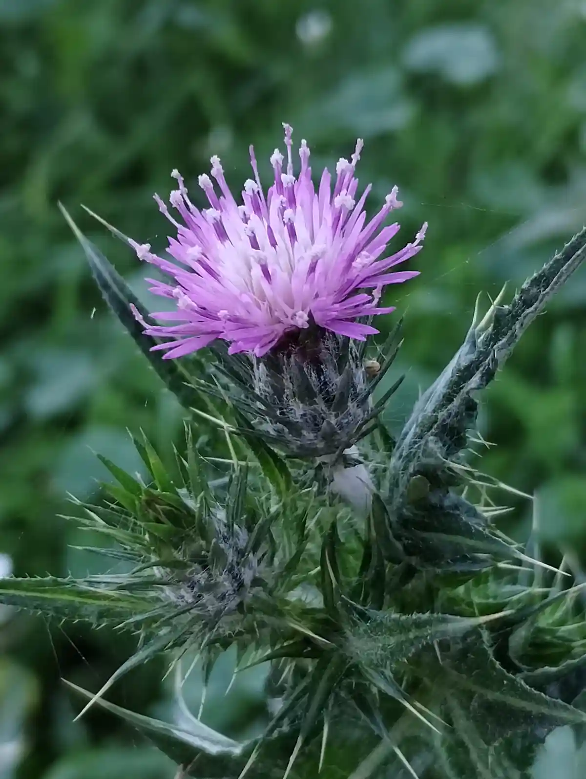 A close-up photo of a purple thistle flower with spiky green leaves, covered in fine spiderwebs. The overlaid text reads…