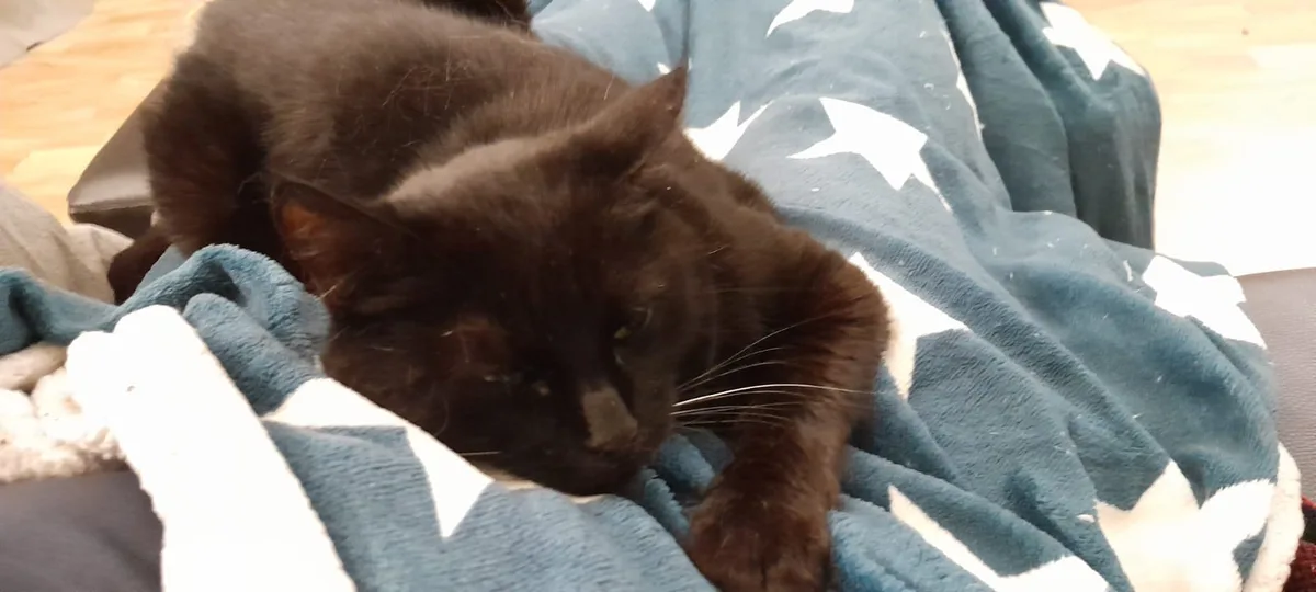 A black cat is lying on a blue blanket with white stars, looking sleepy and uninterested. The text overlaid on the image…