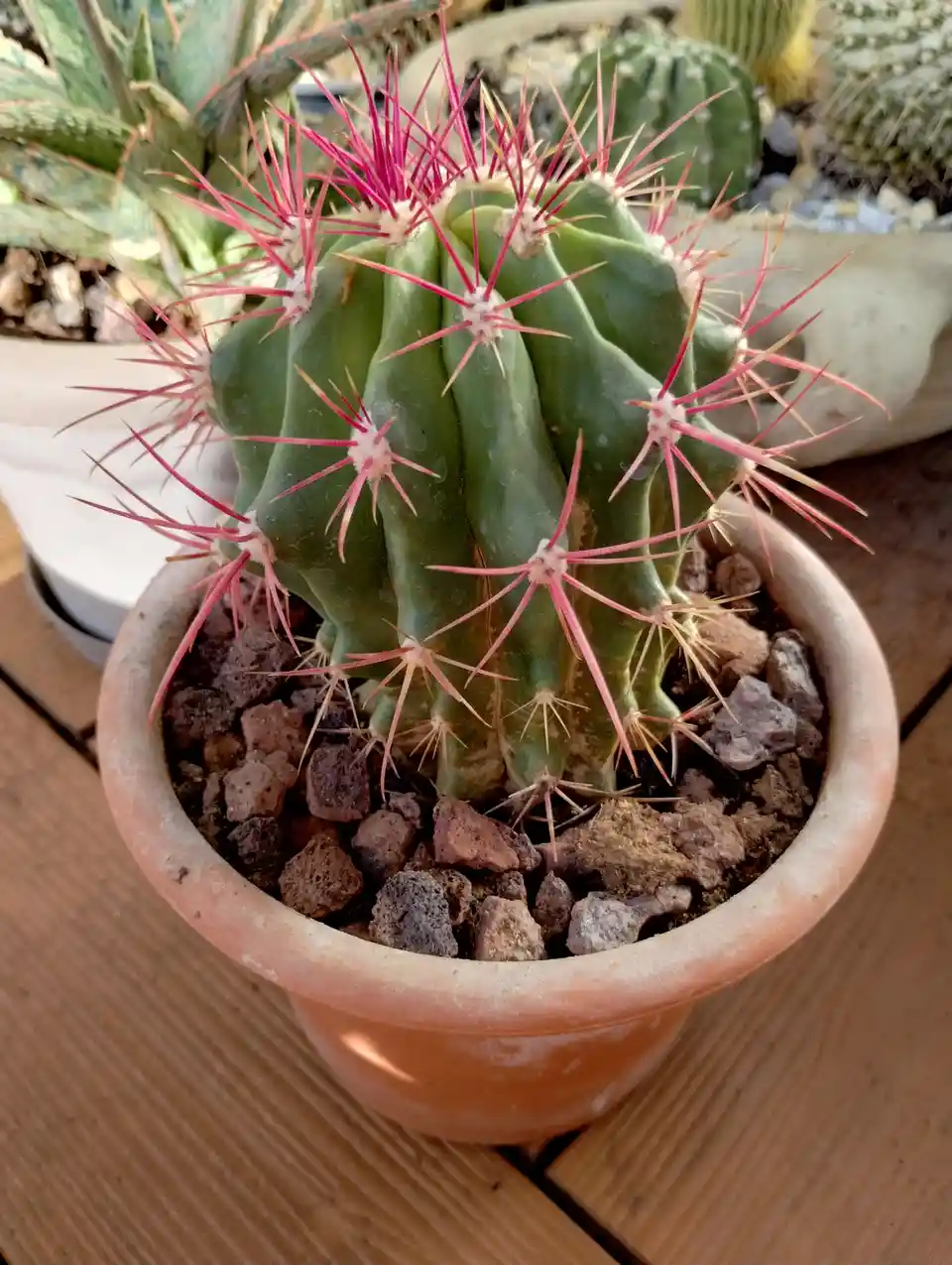 A close-up photo shows a green, ribbed cactus in a terracotta pot, covered in long, vibrant pink spines. The plant sits on a…