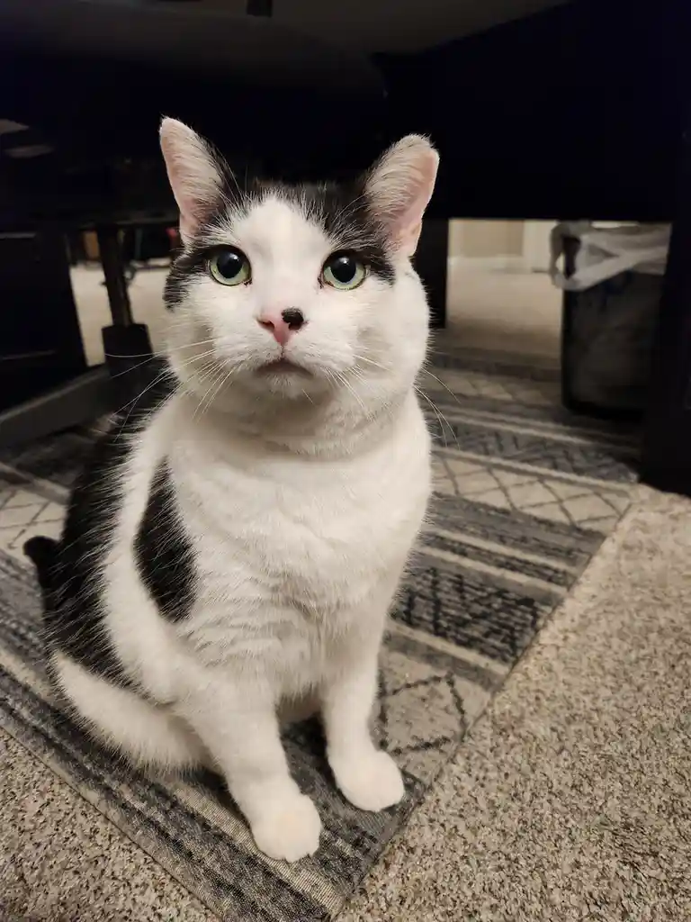 A black and white cat with large green eyes sits on a patterned rug under a dark piece of furniture, looking directly at the…