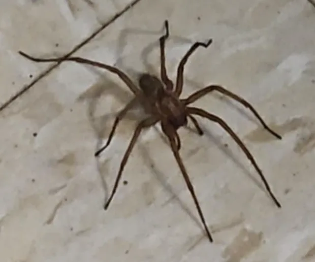 A close-up photo shows a large, brown spider with long legs resting on a light-colored tiled floor. The image has text…