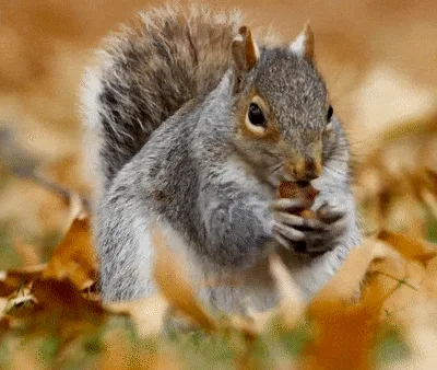 A six-panel image sequence shows a gray squirrel eating a nut, starting with a frontal view and progressively turning its…