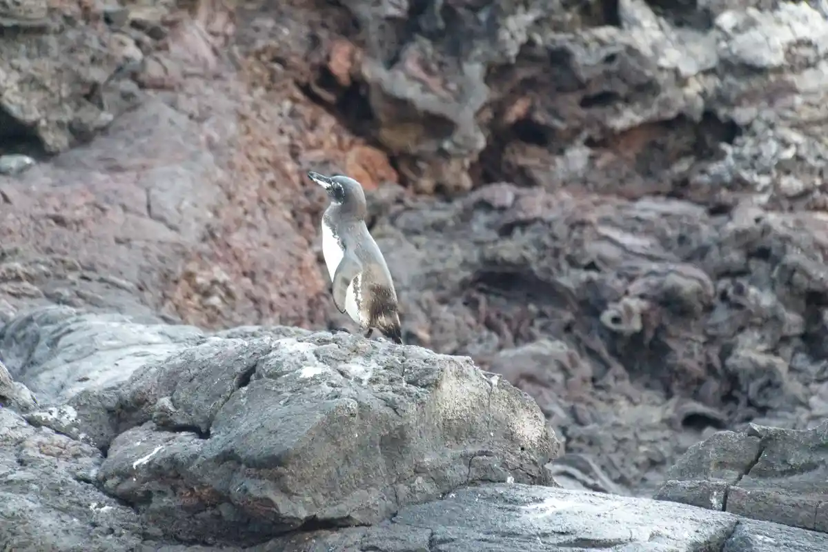 Wild Encounters: My Galapagos Island Adventures