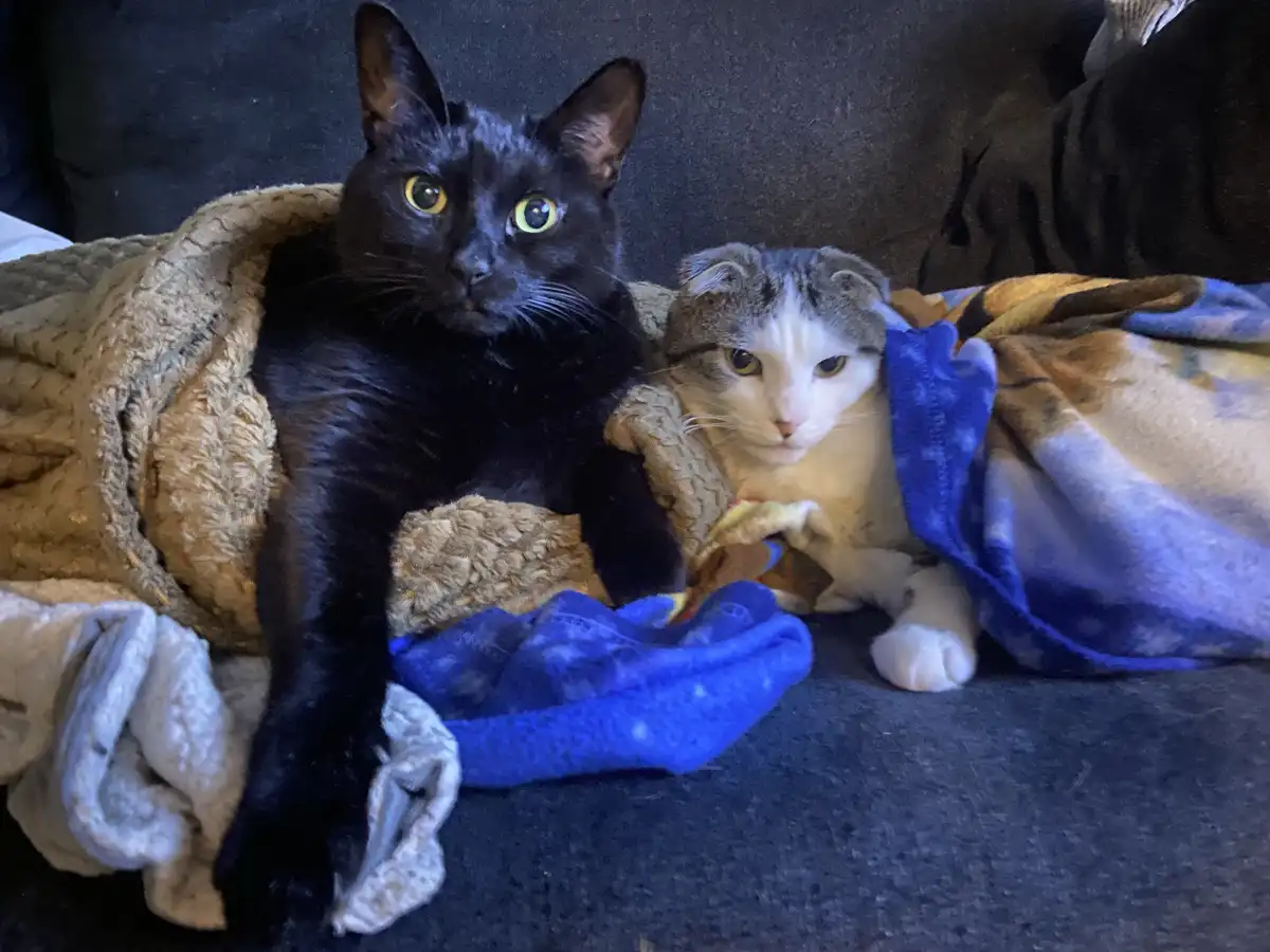 Two cats, one black and one gray-and-white, are snuggled under blankets on a dark couch. The black cat looks alert with wide…