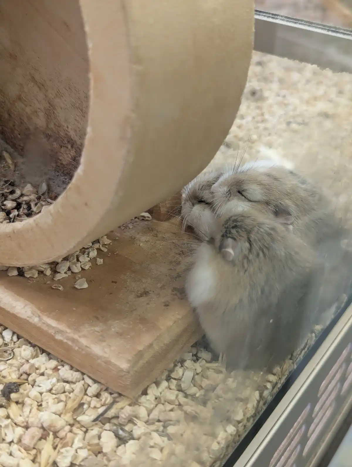 A fluffy, light brown and white hamster with its eyes closed and head tilted back appears blissfully content next to a…