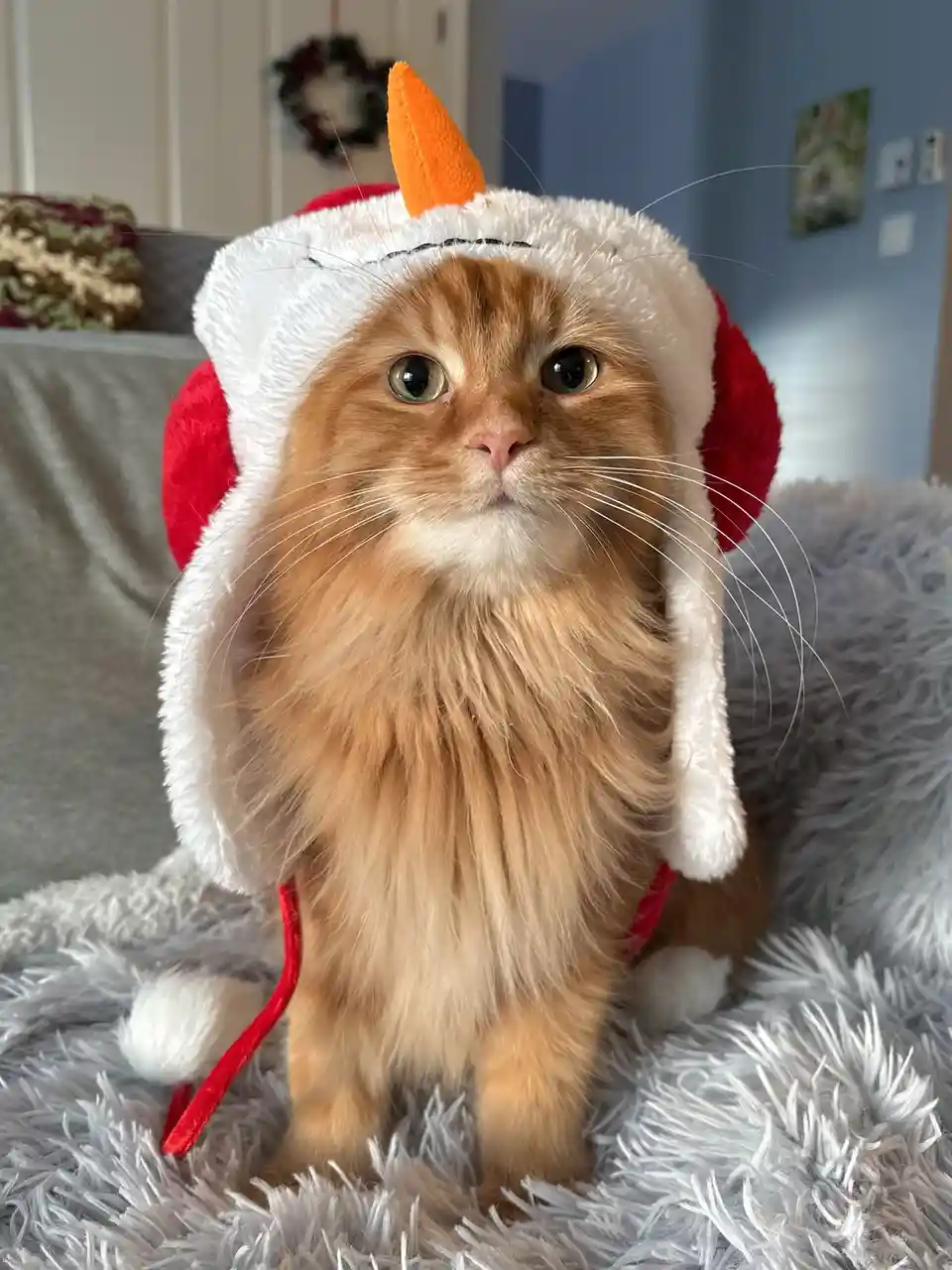 A fluffy orange cat with wide, unimpressed eyes sits on a grey shaggy blanket, wearing a red and white Santa hat with an…