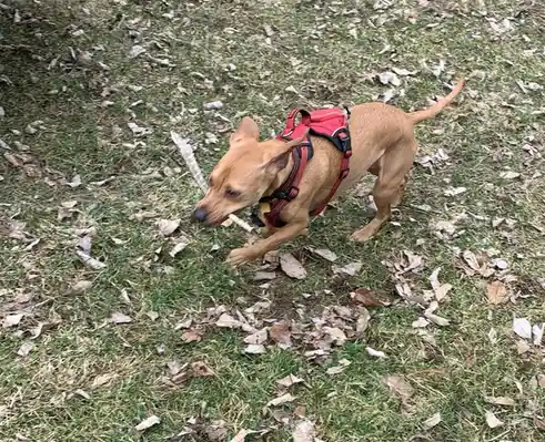 Libbybelle's New Feather: Ready to Soar!