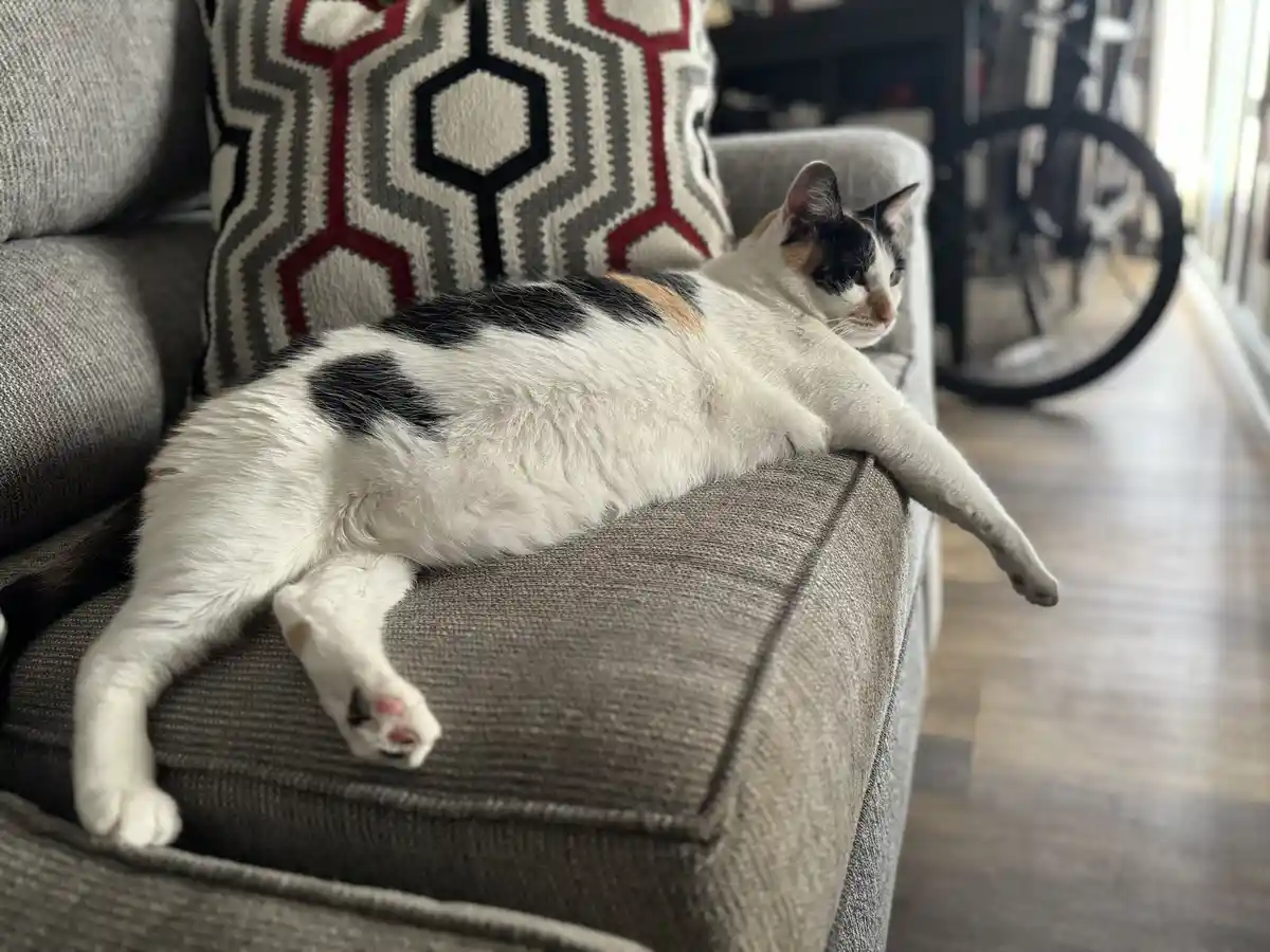 A calico cat lounges lazily on the arm of a gray couch, one paw dangling off the edge, with a patterned pillow behind it and…