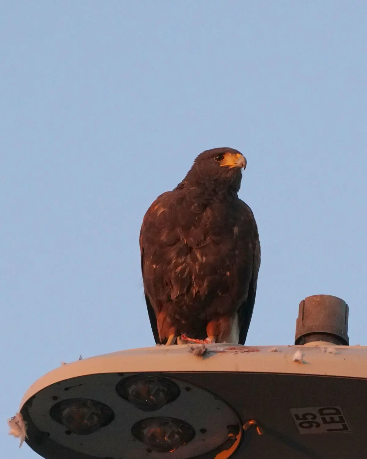 A dark-feathered bird of prey, likely a hawk or eagle, perches atop a modern LED streetlight against a clear blue sky. The…