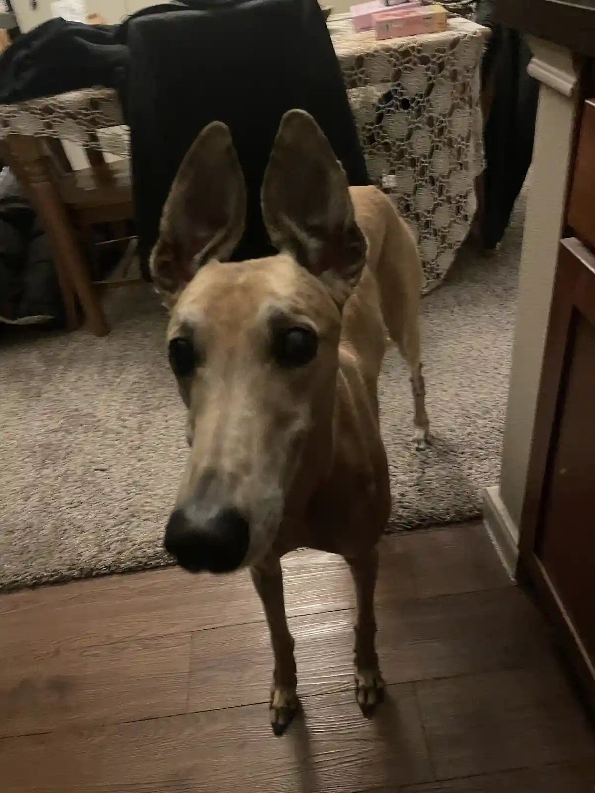 A tan dog with large, upright ears and a long snout stands on a wooden floor, looking directly at the camera with wide…