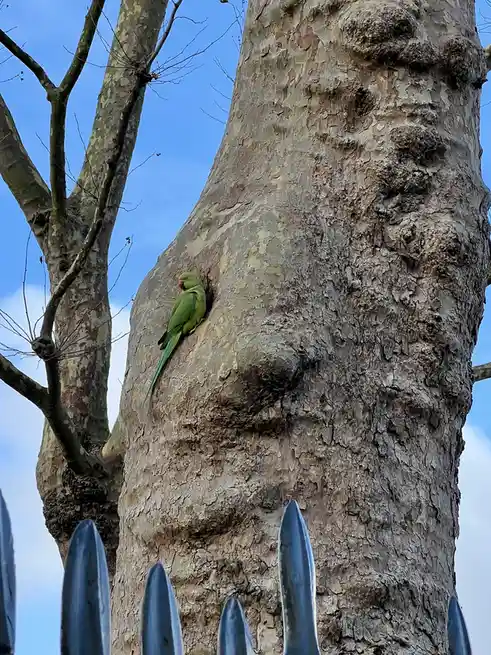 A Parakeet's Adventure in London
