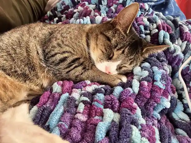 Watching Sleeping Kittens is Always a Joy
