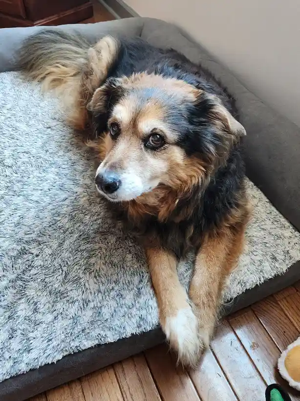 A fluffy, tri-colored dog with brown, black, and tan fur lies on a grey, plush dog bed on a wooden floor. The dog gazes off…