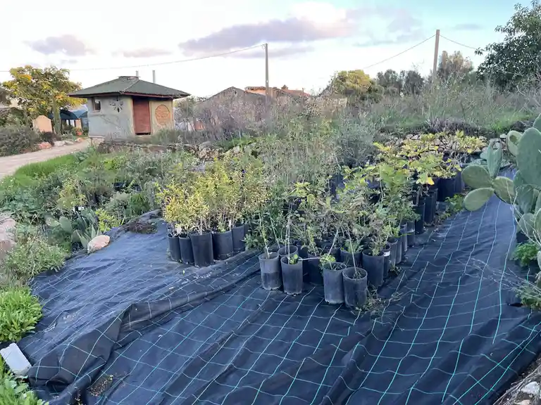 Rows of potted plants sit on black landscape fabric in an outdoor garden, with a small rustic building and cacti visible in…