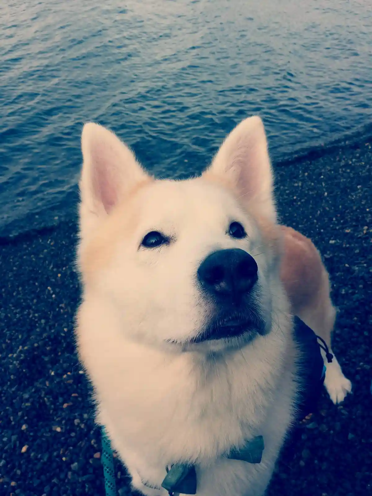 A close-up photo of a fluffy white dog with pointed ears and dark eyes, looking up at the camera while wearing a bowtie…