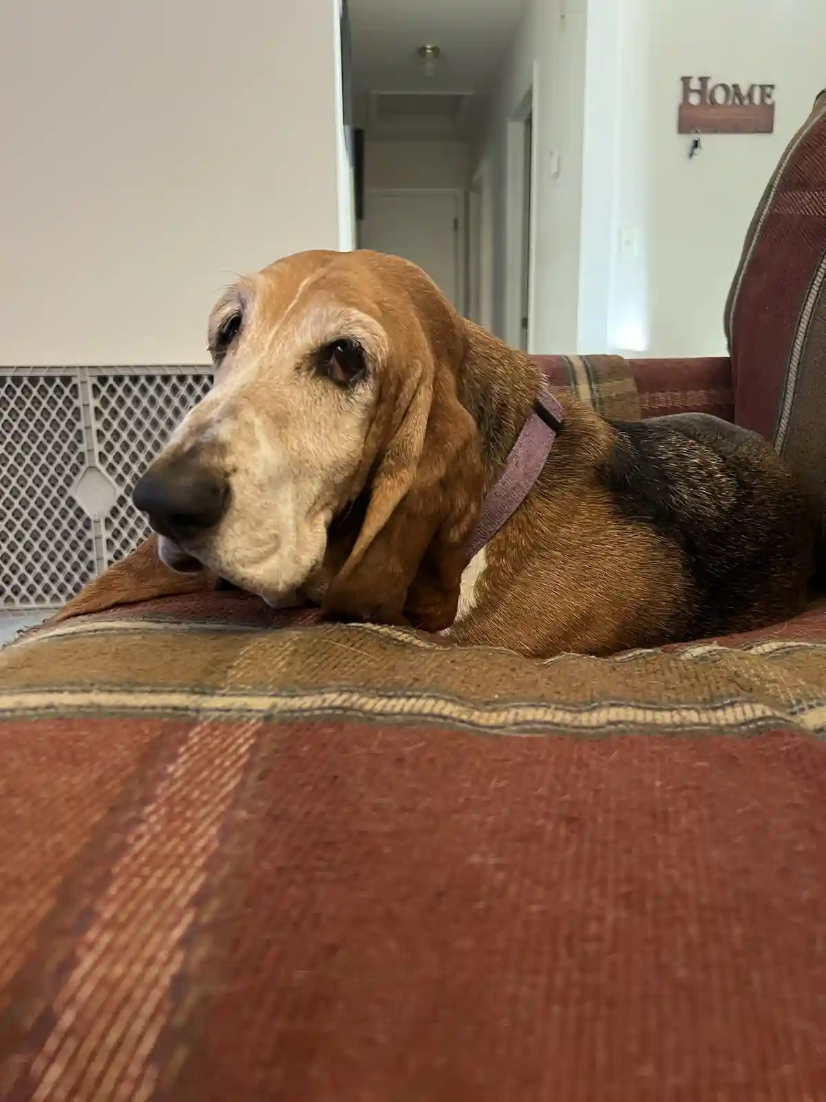 A brown and white basset hound with long droopy ears lies on a red and brown patterned couch, looking tired and…