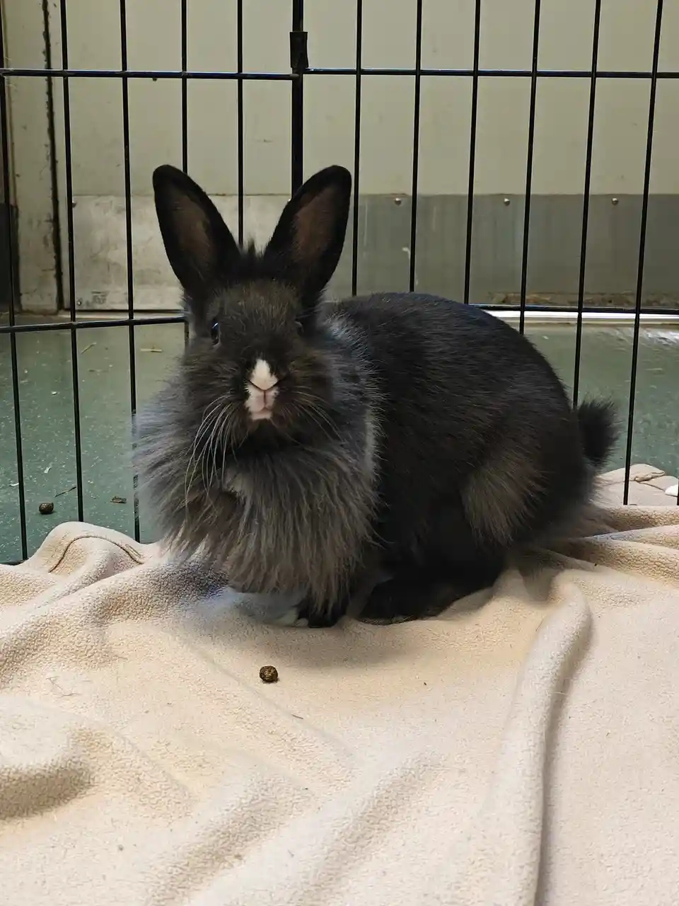 A fluffy black rabbit with a white nose sits calmly in a wire cage on a beige blanket, looking directly at the camera. A…
