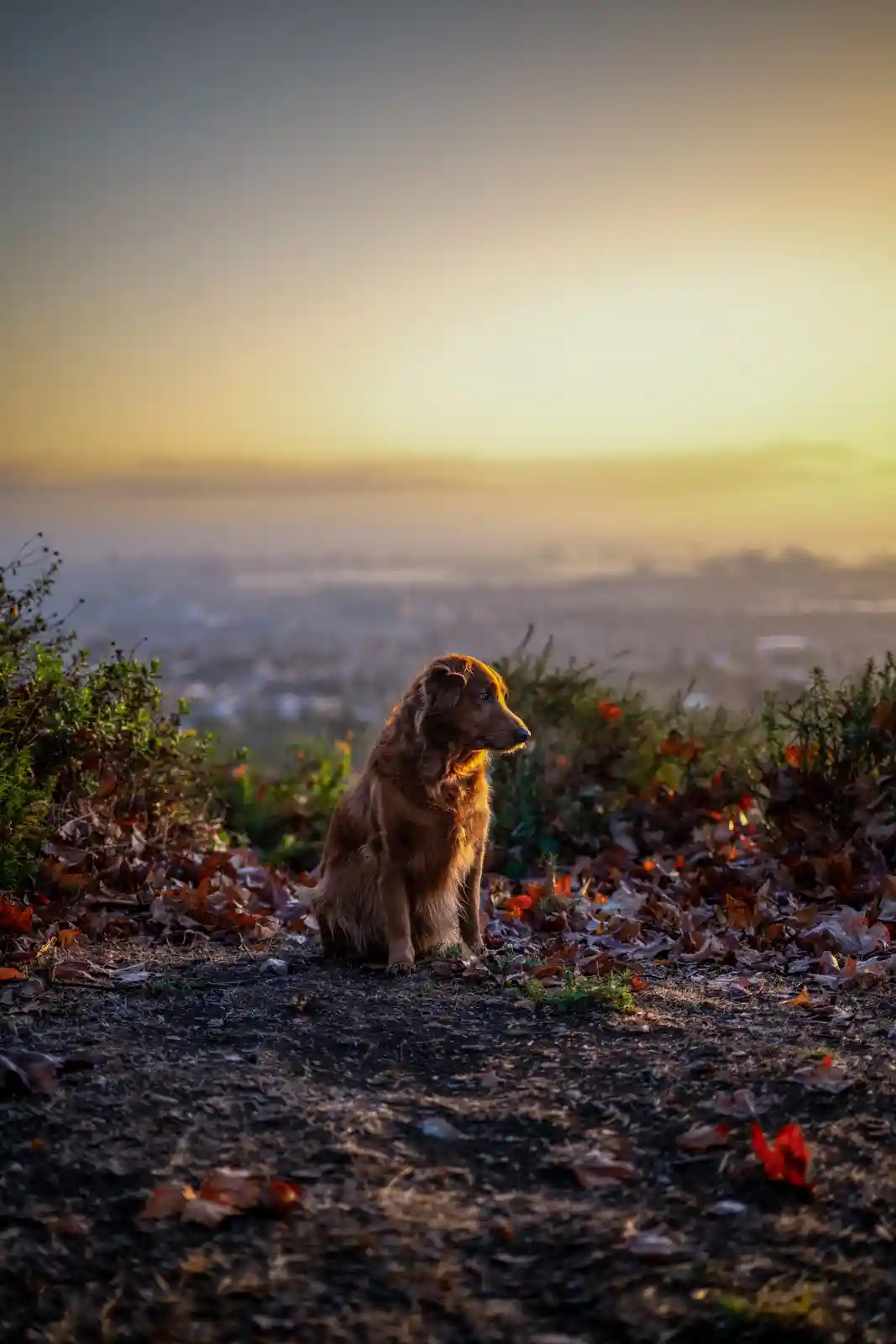 Morning Stroll with My Best Friend