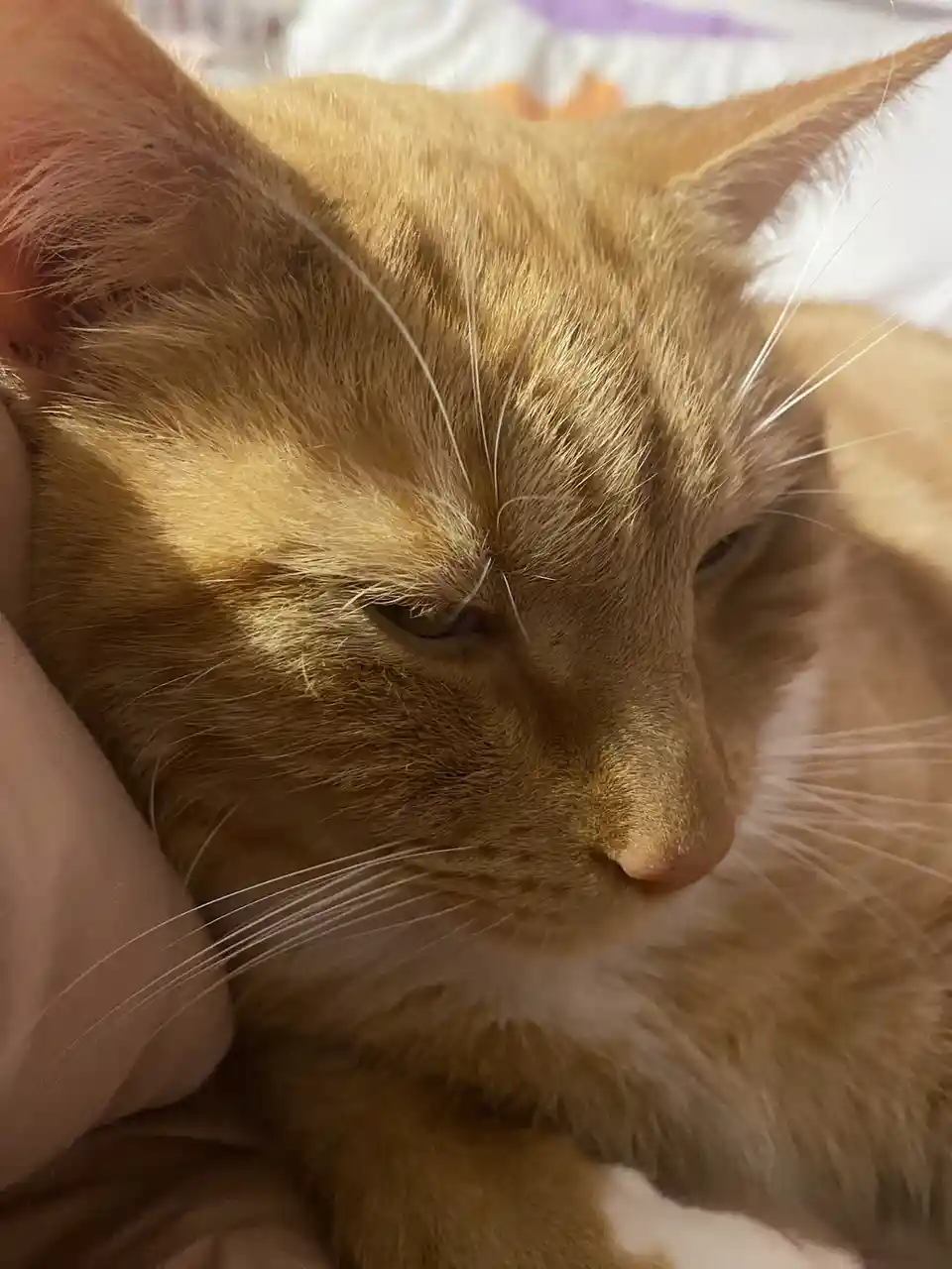 A close-up photo of an orange tabby cat with a visibly displeased expression, its eyes half-closed and brow slightly…