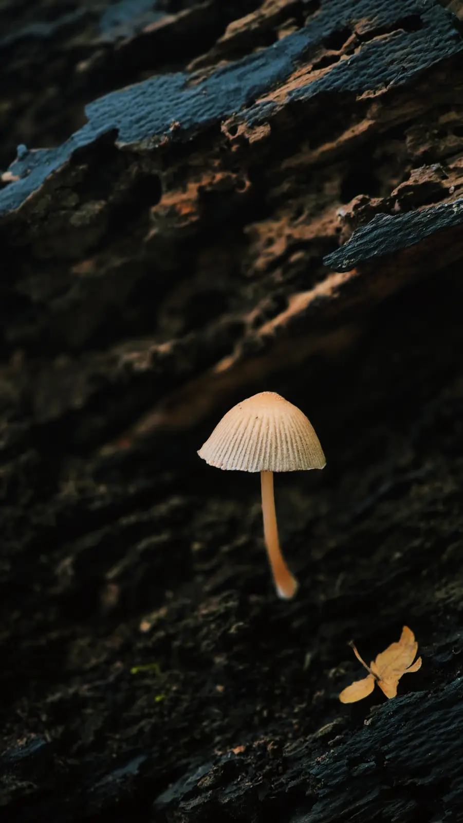 A small, light-brown mushroom with a ribbed cap grows on dark, textured decaying wood. A single dried leaf rests nearby. The…