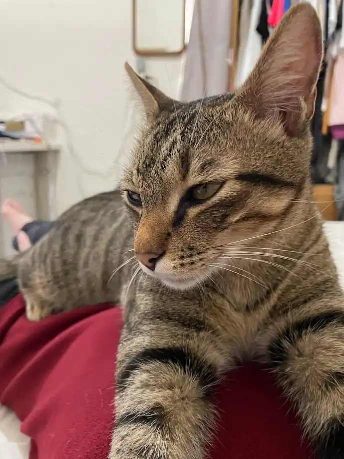 A tabby cat with green eyes and striped fur is lying on a person's red clothing, looking off to the side with a bored…