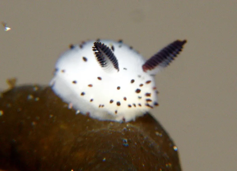 A close-up photo of a white sea slug with brown spots and two feathery black appendages resting on a brown surface. Overlaid…