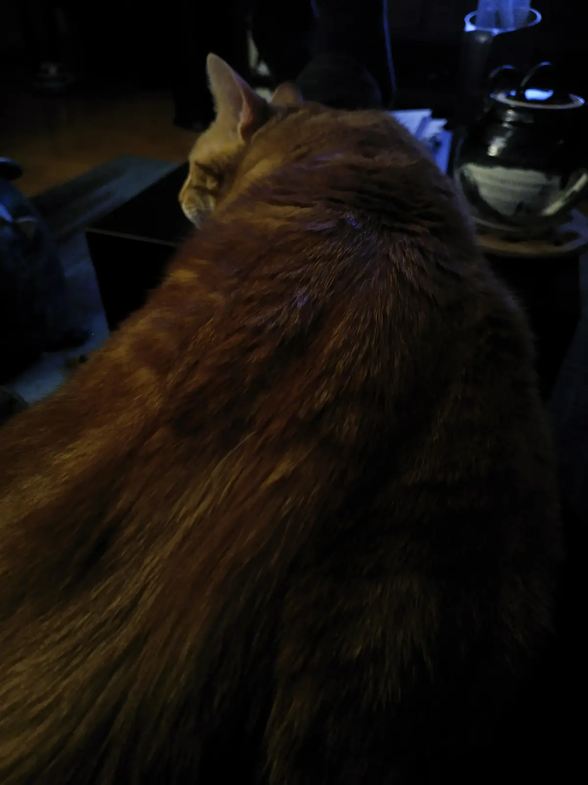 A close-up photo shows the back and side of a fluffy orange tabby cat sitting in a dimly lit room, its fur illuminated by a…