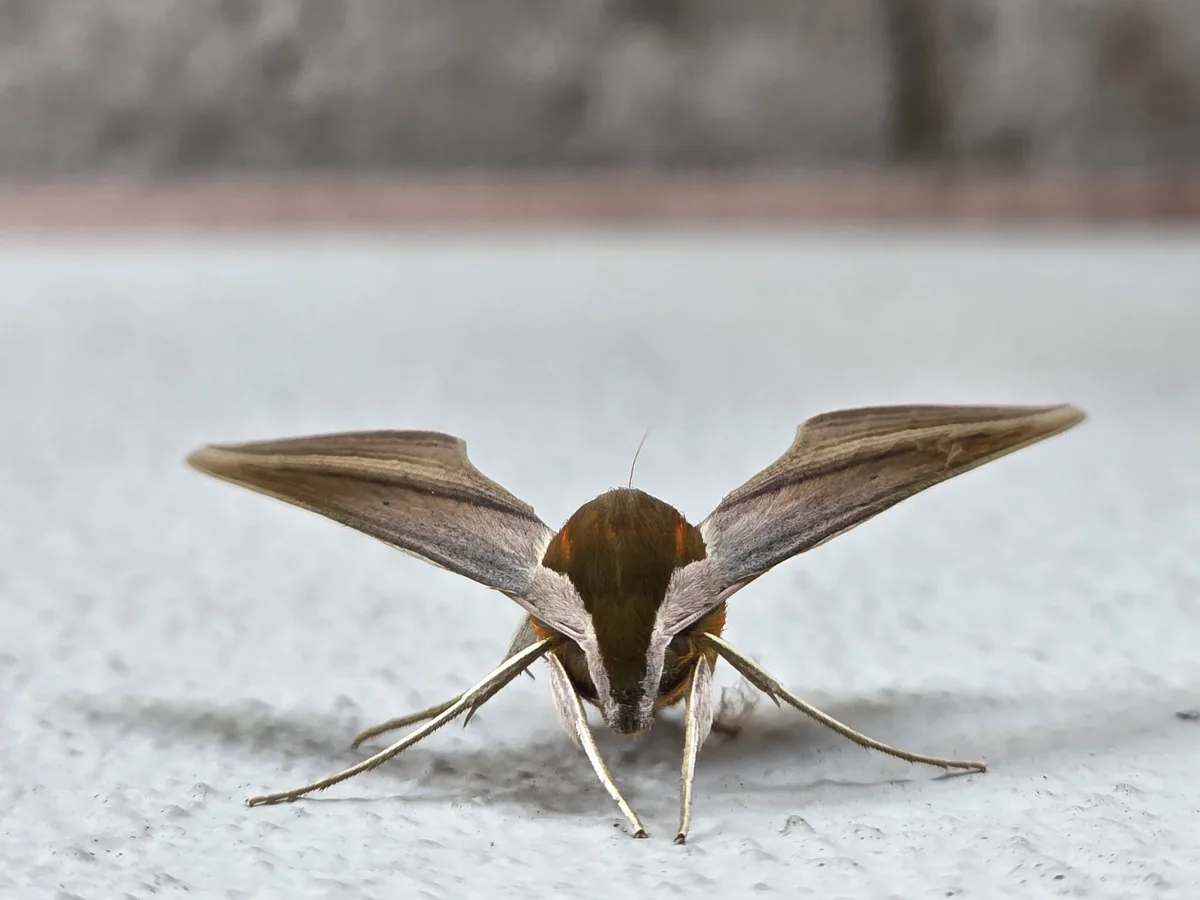 A close-up photo shows a brown and orange moth with long, thin legs and spread wings, facing directly toward the camera on a…
