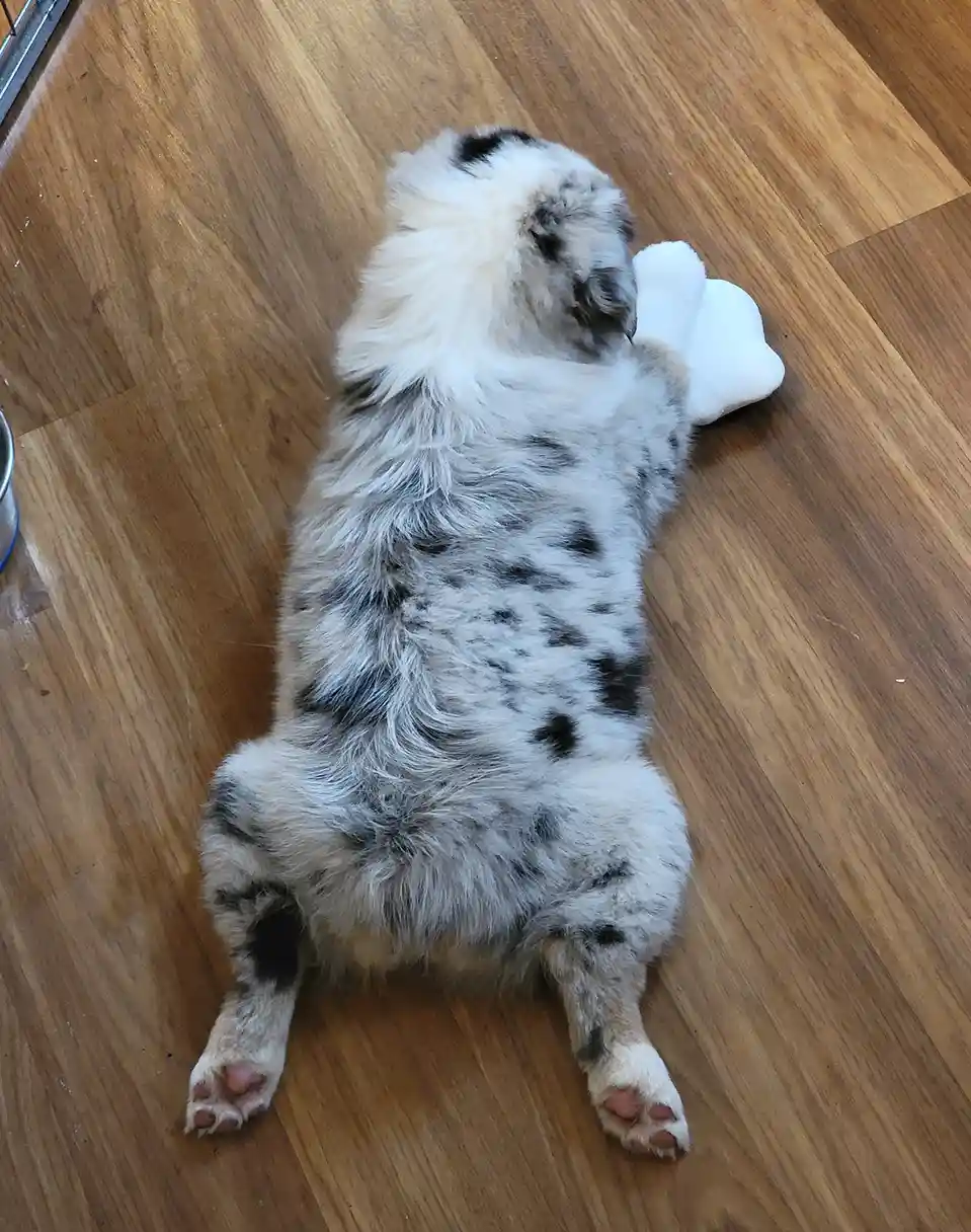A fluffy, black-and-white spotted dog lies on its back on a wooden floor, one paw raised near its head, appearing relaxed or…