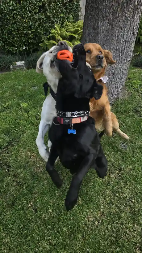 Three dogs are in a grassy yard near a tree. A black dog is jumping up with an orange toy in its mouth, while a white dog…