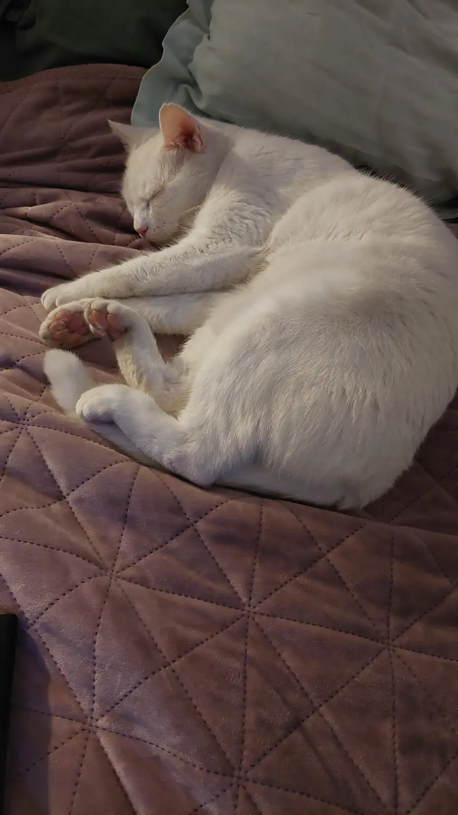 This Spot is Taken: Find Your Own Place to Sleep