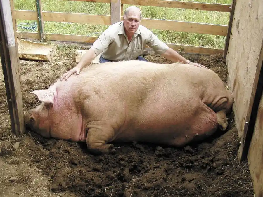 a man in a light-colored shirt kneels beside a very large, pink pig lying on muddy ground inside a wooden pen. The man has…