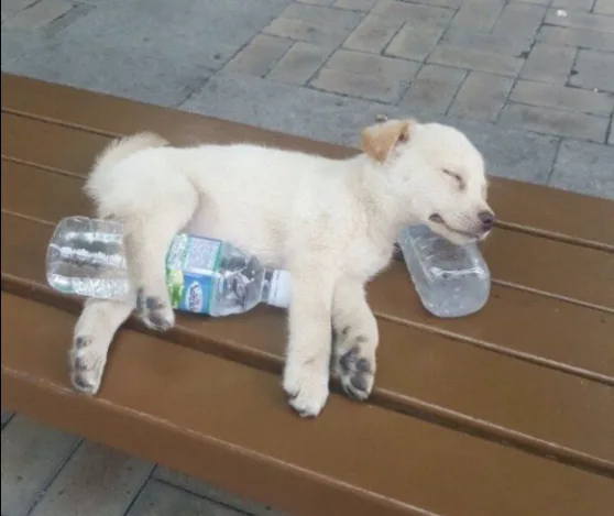 a small, light-colored puppy is sleeping soundly on a brown wooden bench, with its body positioned over a plastic water…