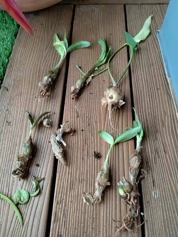 Several small, sprouting plant bulbs with green leaves and visible roots are laid out on a wooden deck surface. Some bulbs…