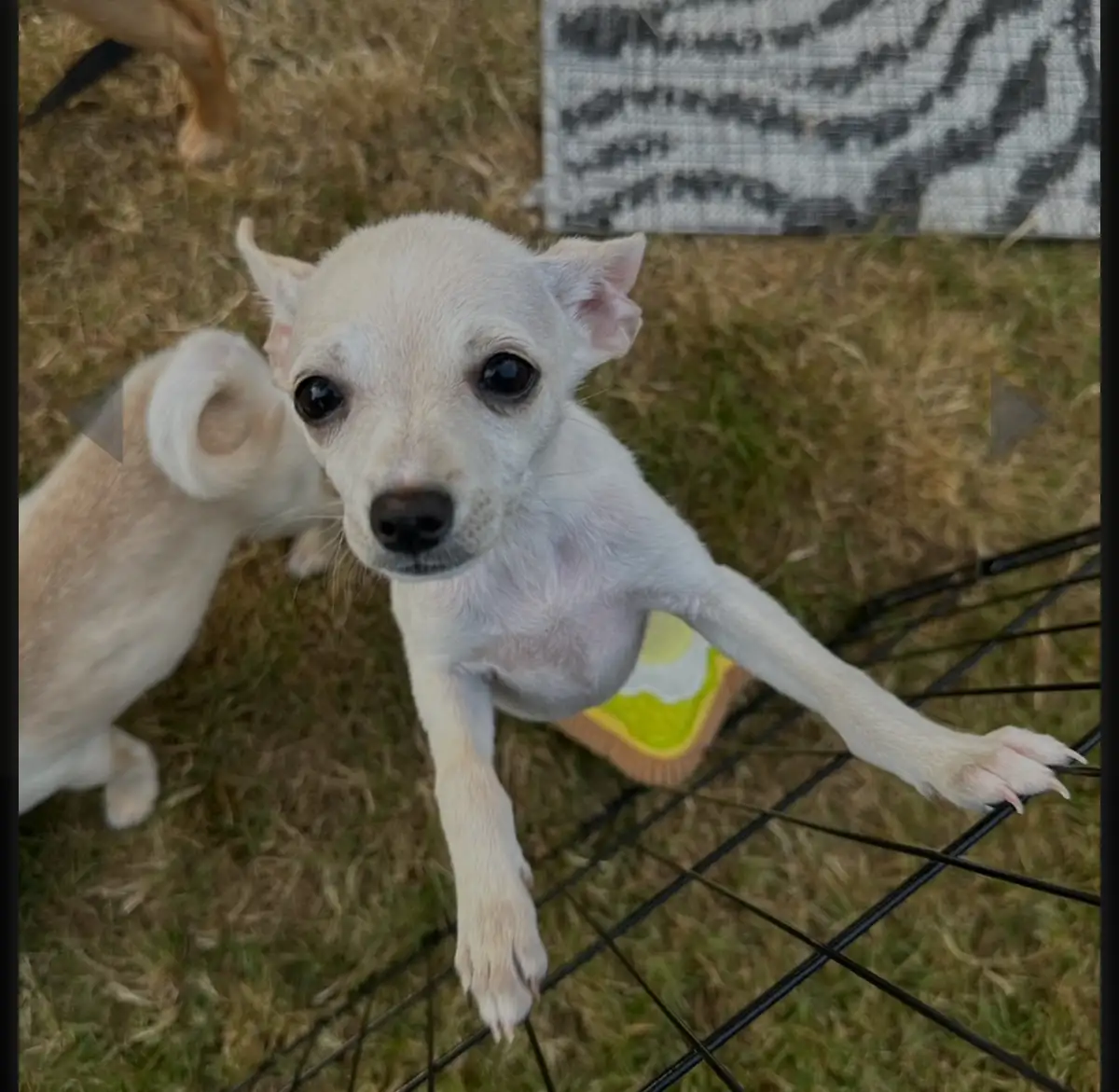 A small, light-colored puppy with large dark eyes looks up at the camera while leaning over a black wire fence, one paw…