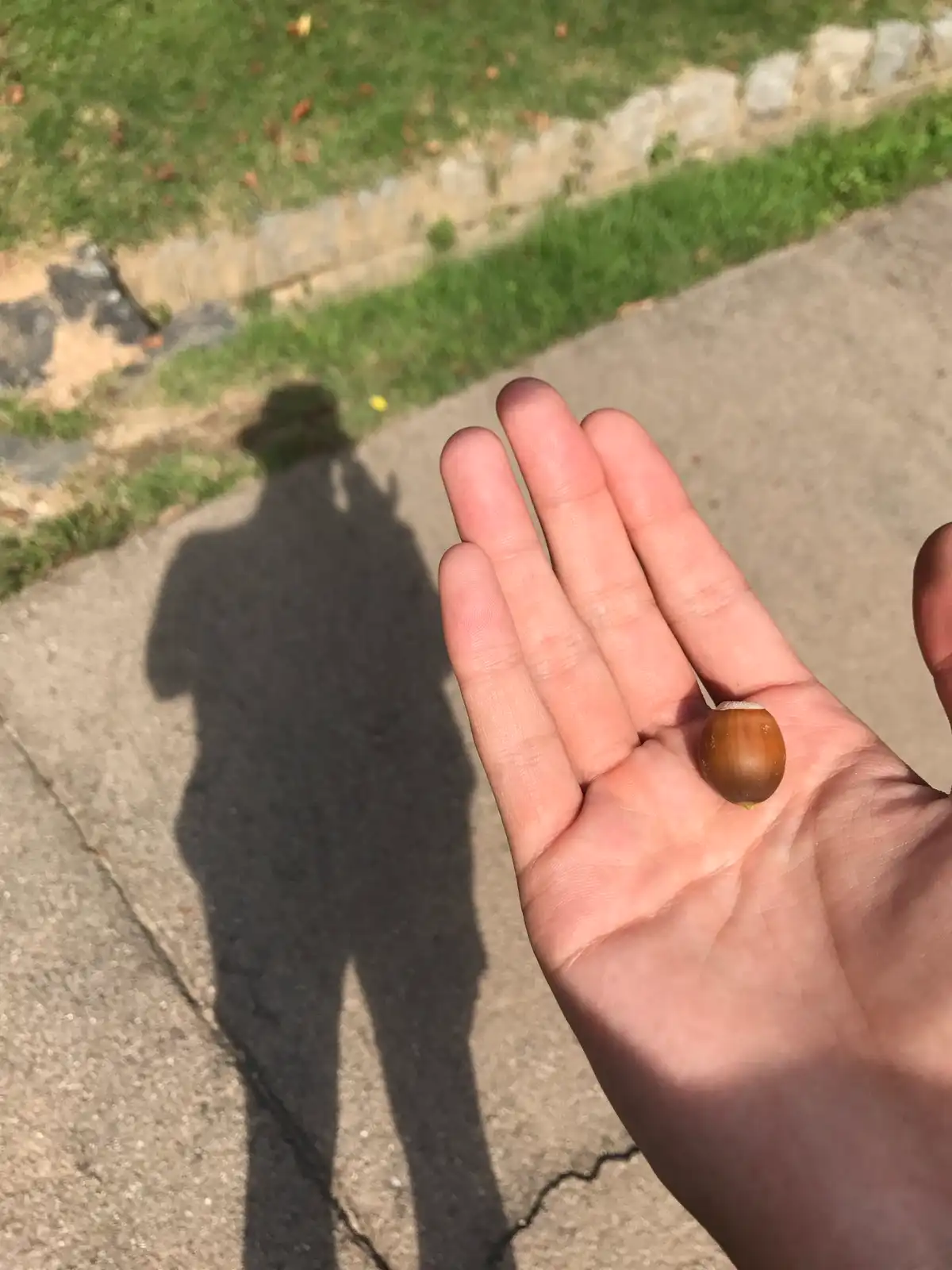 A person's hand holds a single hazelnut on a paved sidewalk, with the person's shadow visible behind them on the ground. The…