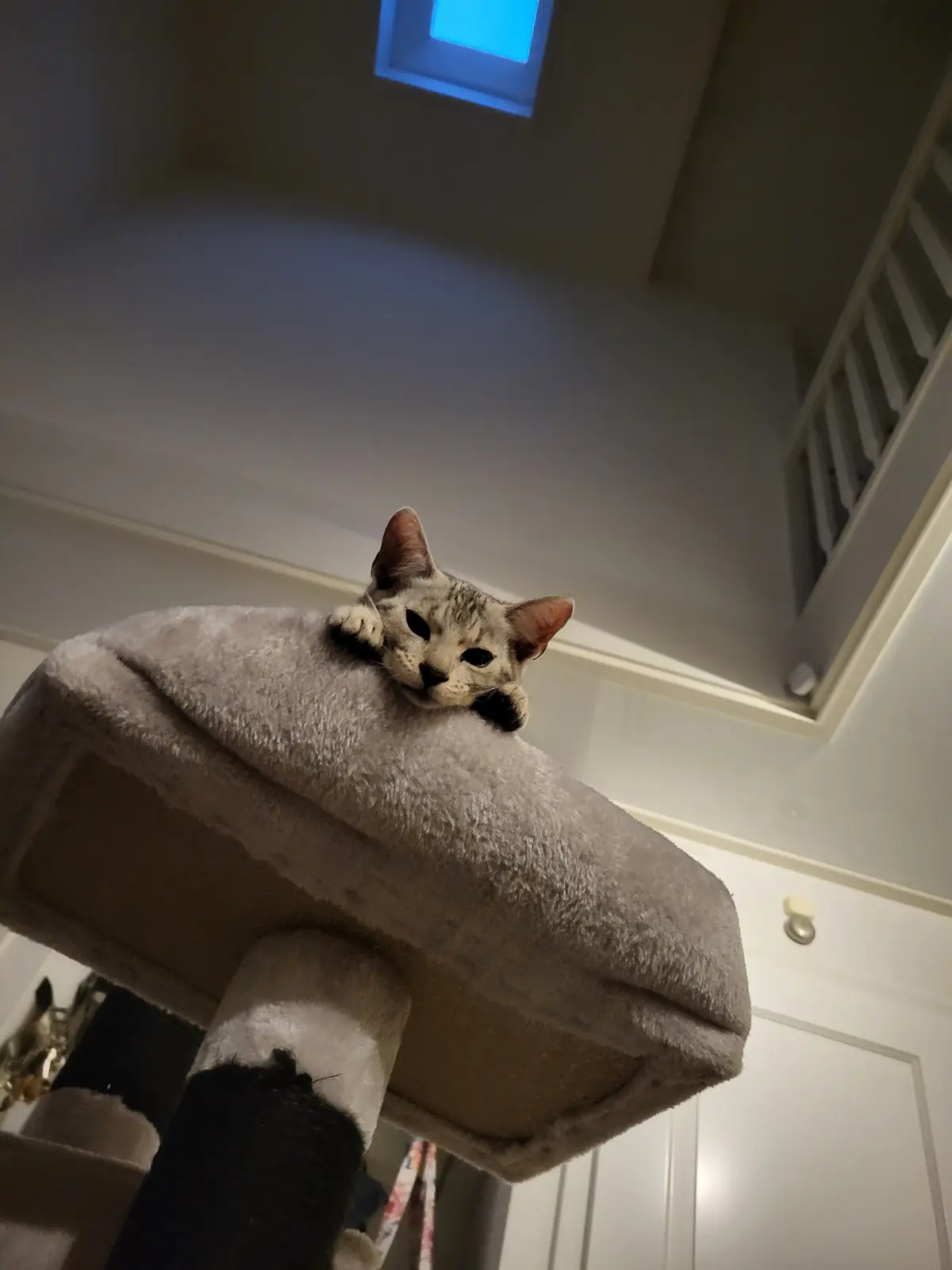 A gray tabby cat is lying on top of a plush cat tree, looking down with a relaxed expression. The cat has its paws tucked…