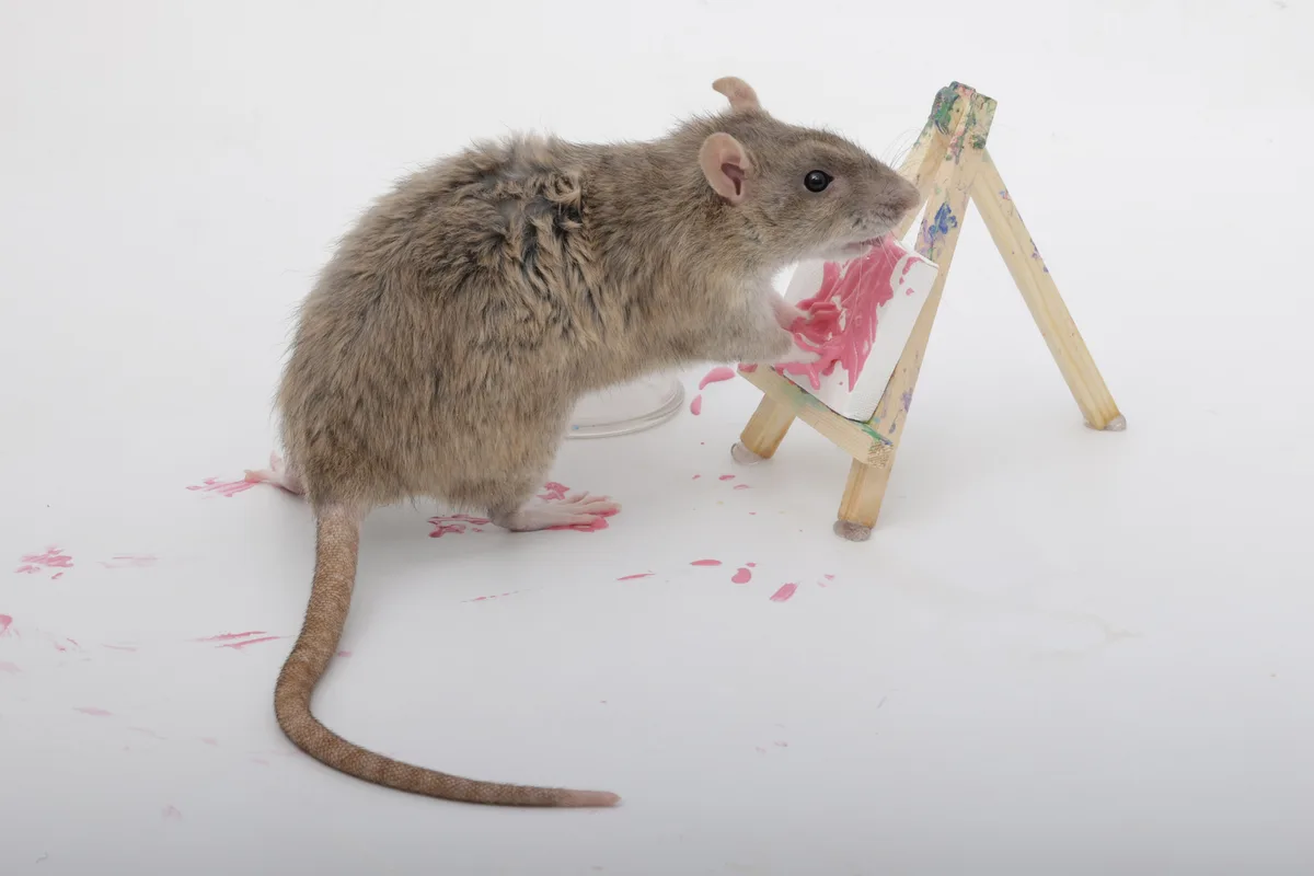 A brown rat stands on a white surface next to a small wooden easel holding a canvas smeared with pink paint. The rat appears…